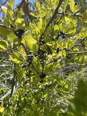 Forestiera pubescens