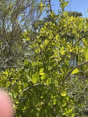 Forestiera pubescens