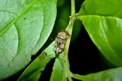 Walterianella tenuicincta