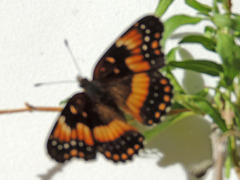 Chlosyne californica