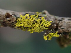 Xanthoria
