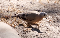 Turtur chalcospilos