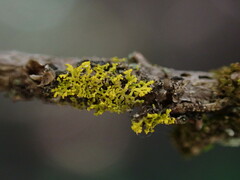 Xanthoria