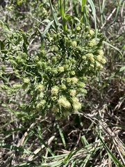 Brickellia eupatorioides