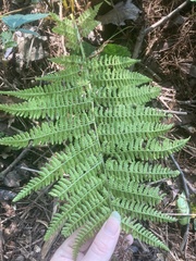 Athyrium filix-femina