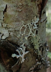 Ramalina dilacerata