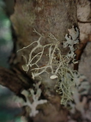 Ramalina dilacerata