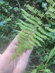 Athyrium filix-femina