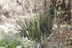 Sansevieria