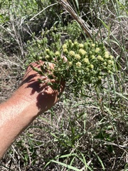 Brickellia eupatorioides