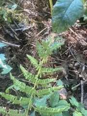 Athyrium filix-femina
