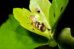 Walterianella venustula
