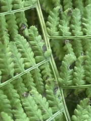 Athyrium filix-femina