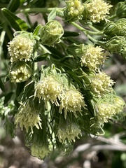 Brickellia eupatorioides