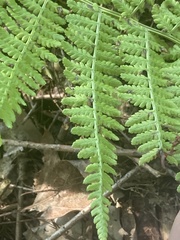 Athyrium filix-femina