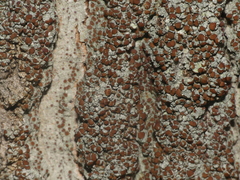 Lecanora cinereofusca