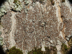 Lecanora cinereofusca
