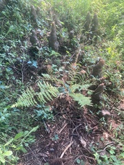 Athyrium filix-femina