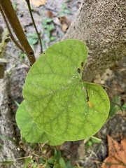 Aristolochia macrophylla