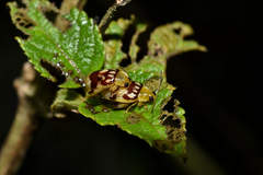 Walterianella venustula