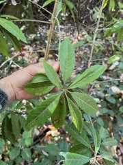 Photinia davidiana