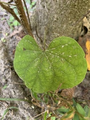 Aristolochia macrophylla