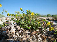 Senecio leucanthemifolius