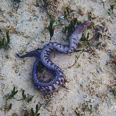 Gymnothorax nubilus