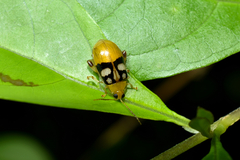 Walterianella transversalis