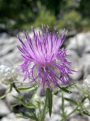 Centaurea deusta