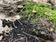 Simocybe centunculus