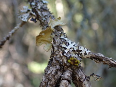 Lobaria pulmonaria