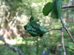 Blaesodiplosis