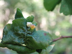 Blaesodiplosis