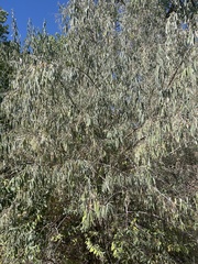 Elaeagnus angustifolia