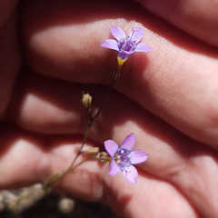 Gilia ochroleuca