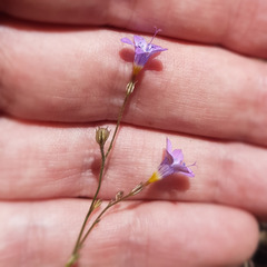 Gilia ochroleuca