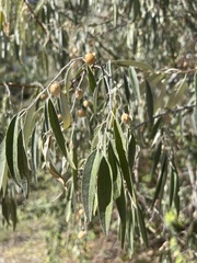 Elaeagnus angustifolia