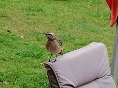 Mimus thenca