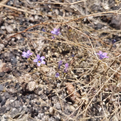 Gilia ochroleuca