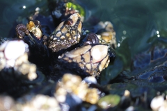 Pollicipes polymerus