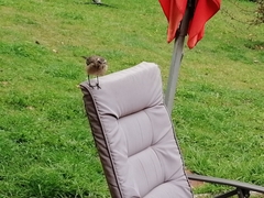 Mimus thenca
