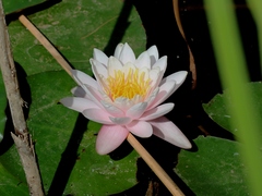 Nymphaea × marliacea
