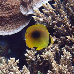 Chaetodon speculum