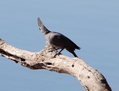 Corythaixoides concolor bechuanae