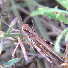 Oedipodinae