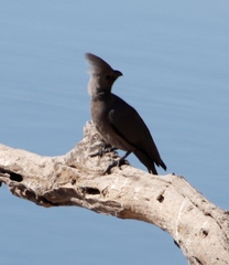 Corythaixoides concolor bechuanae