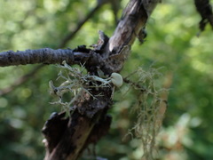 Ramalina dilacerata