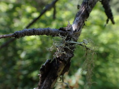 Ramalina dilacerata