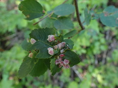 Blaesodiplosis